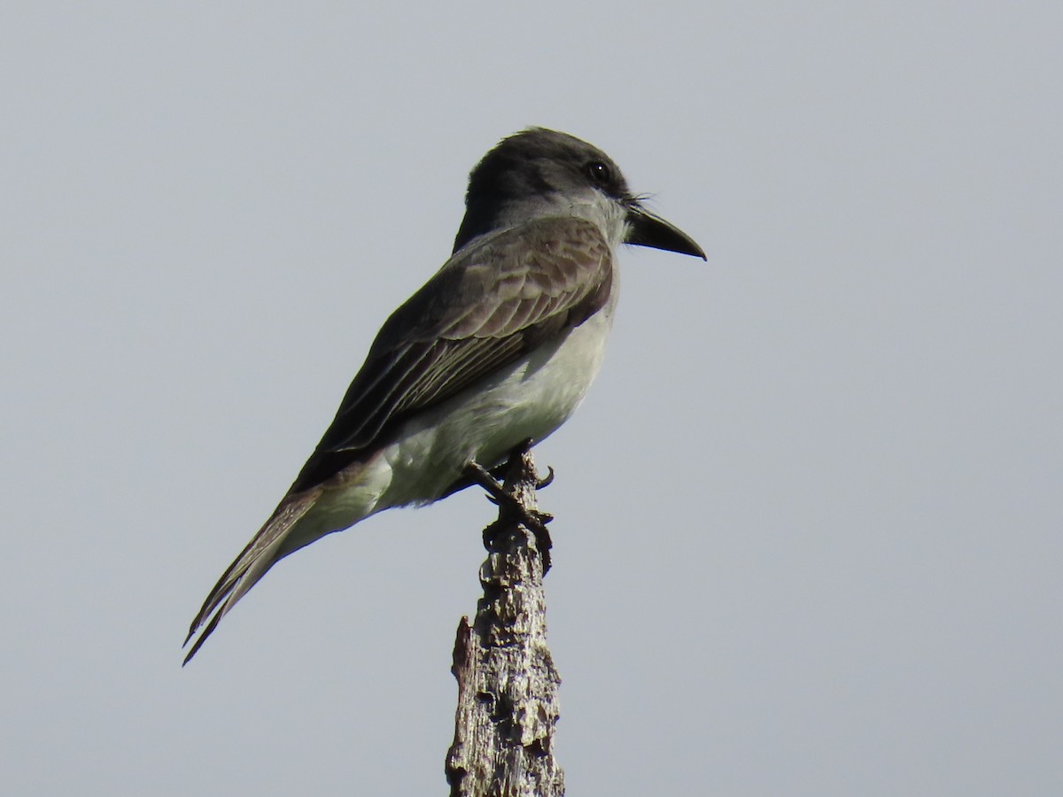 Gray Kingbird - ML647364901