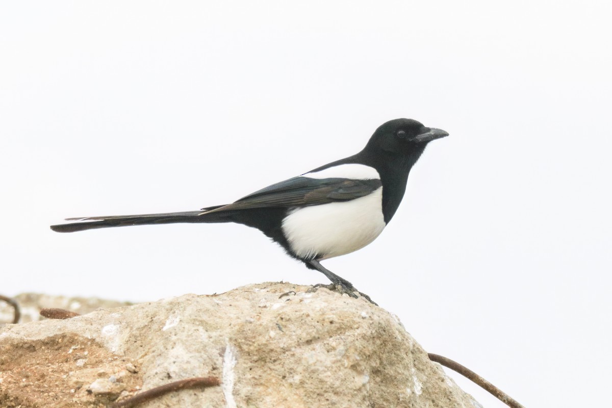 Mika arrunta - ML647364905