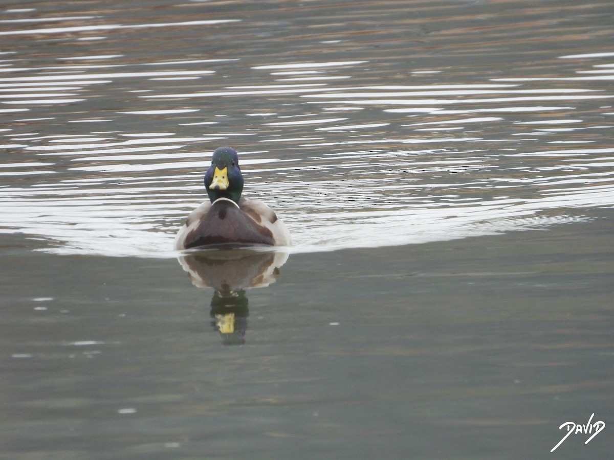 Basahatea - ML647364907