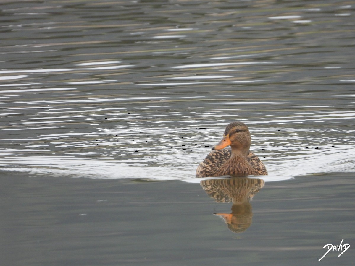 Basahatea - ML647364908