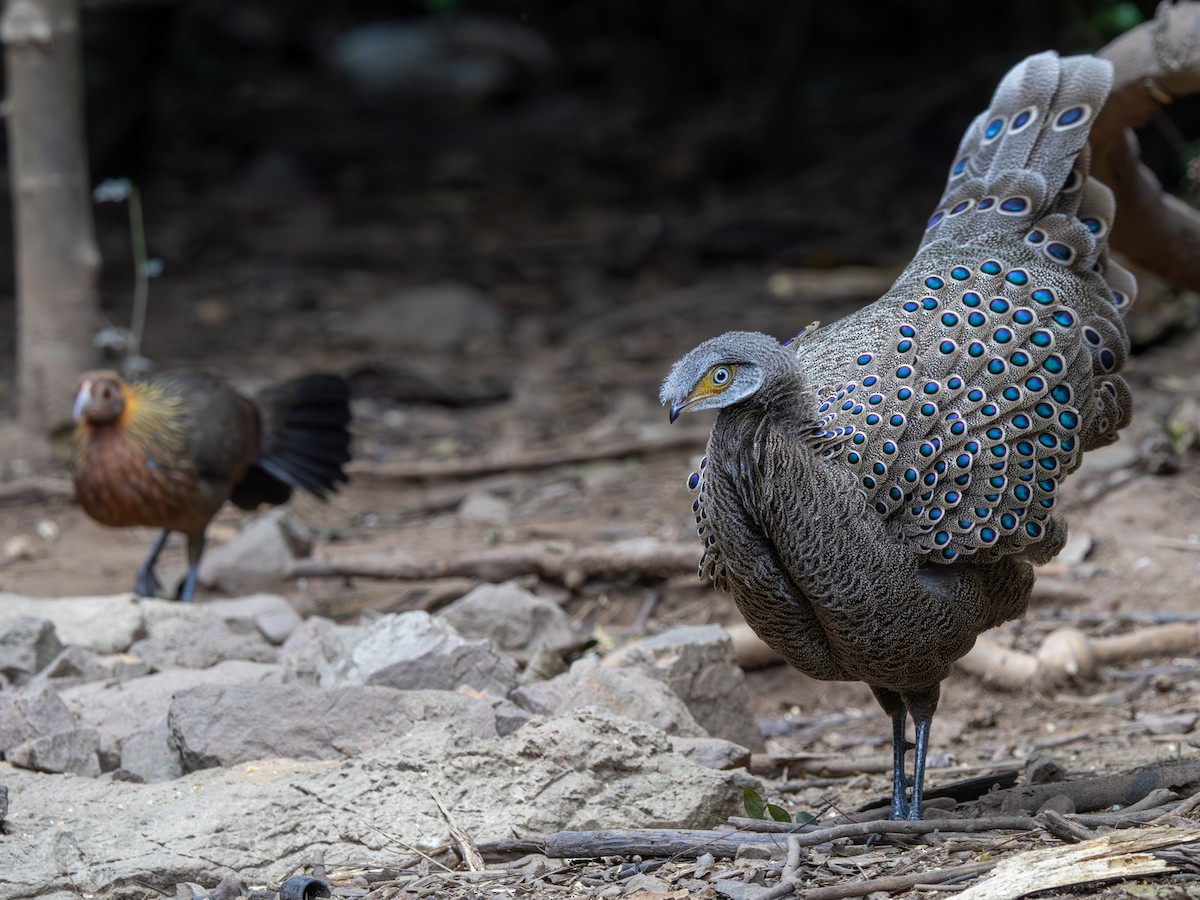 Gray Peacock-Pheasant - ML647364909