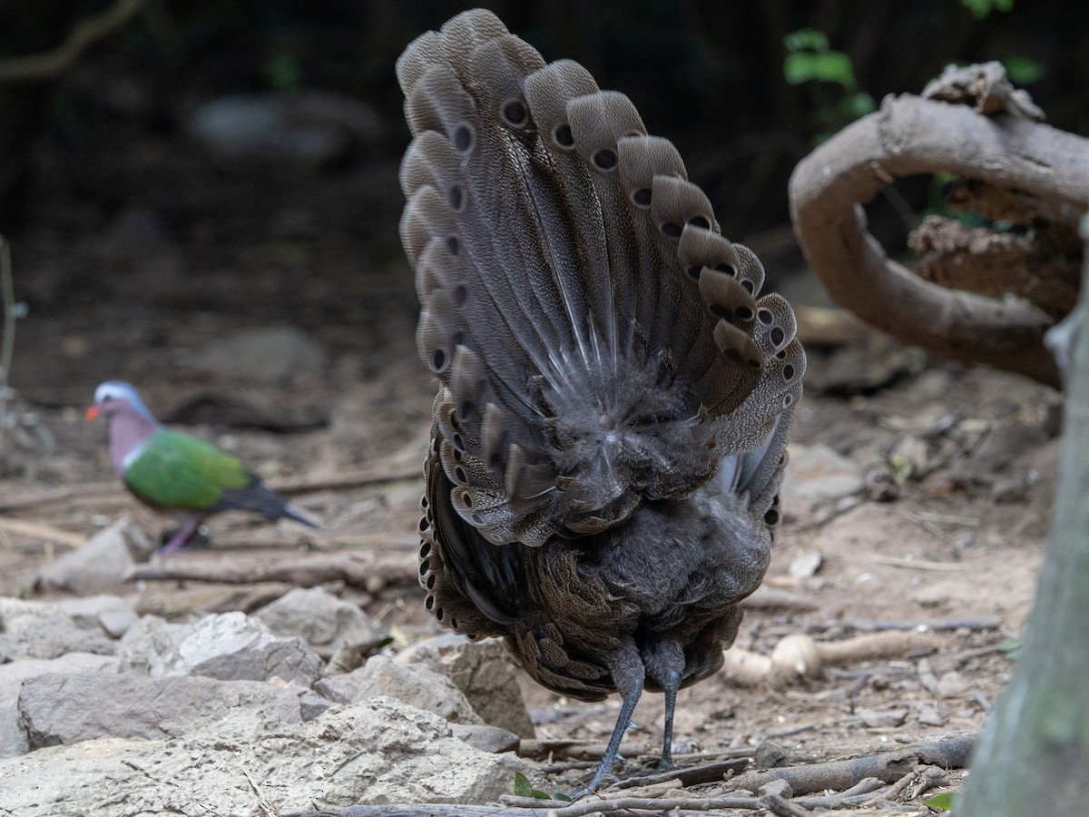 Gray Peacock-Pheasant - ML647364910