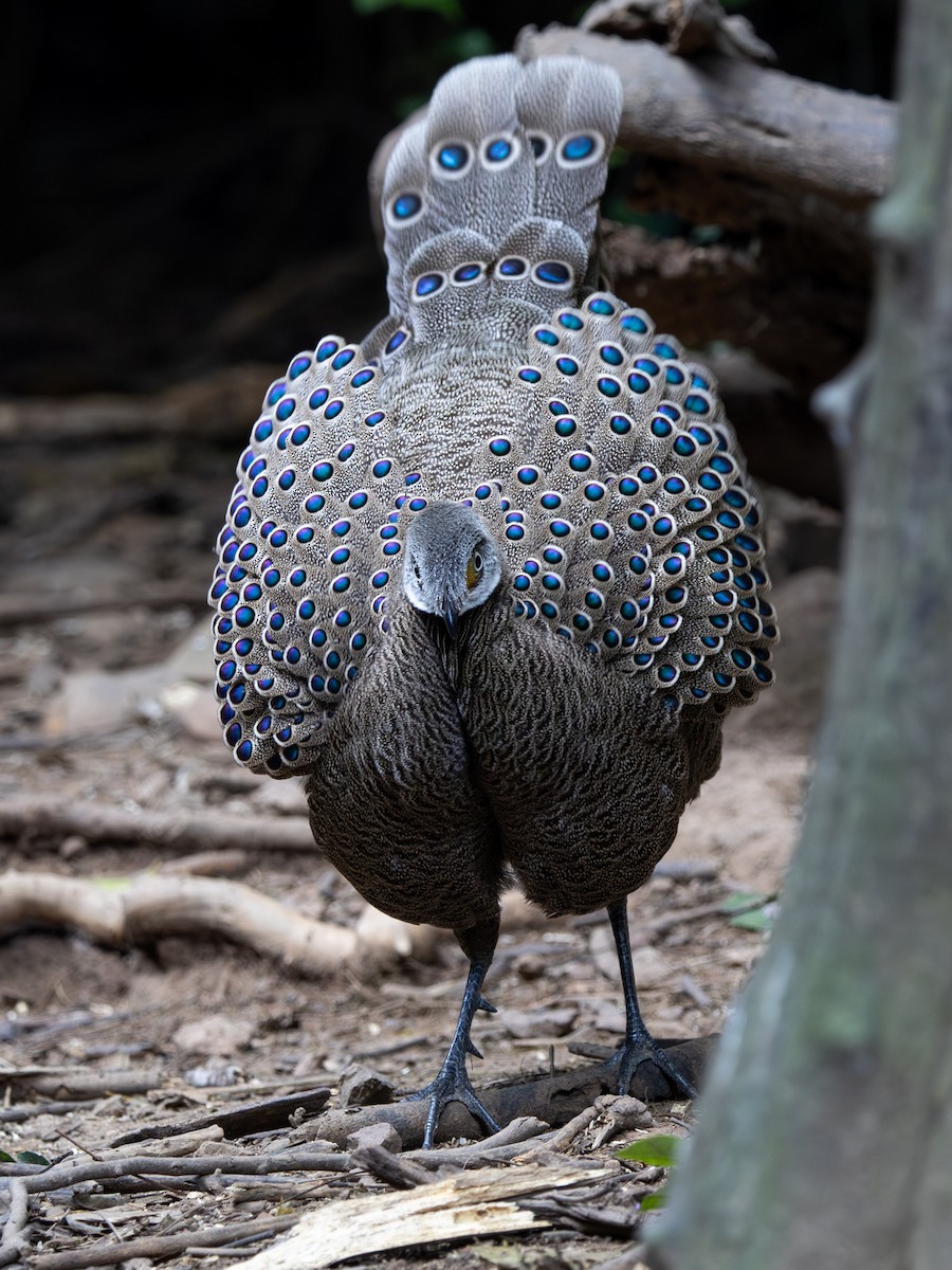 Gray Peacock-Pheasant - ML647364911