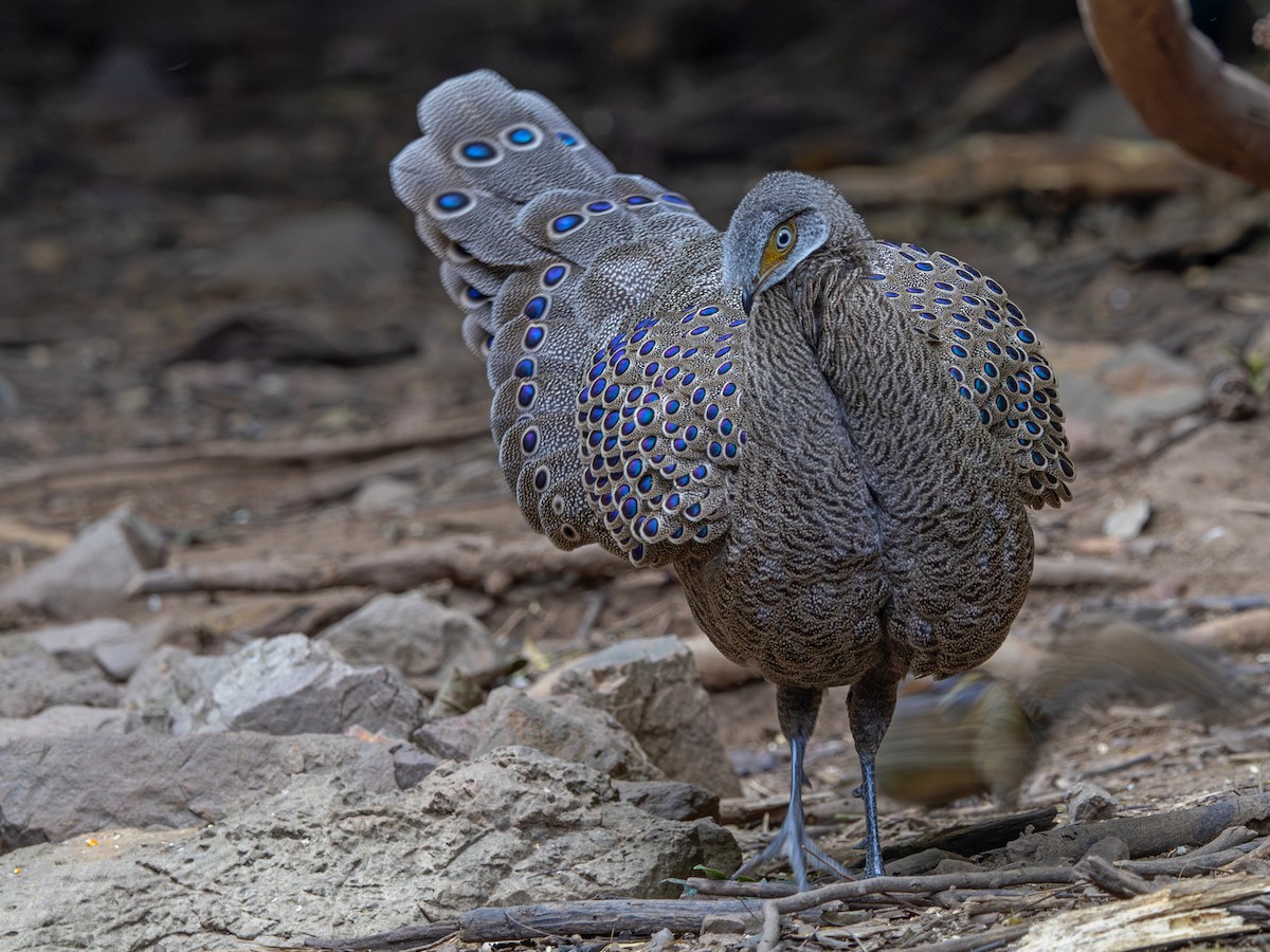 Gray Peacock-Pheasant - ML647364913