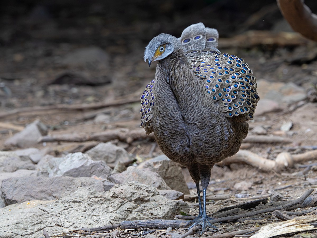 Gray Peacock-Pheasant - ML647364914