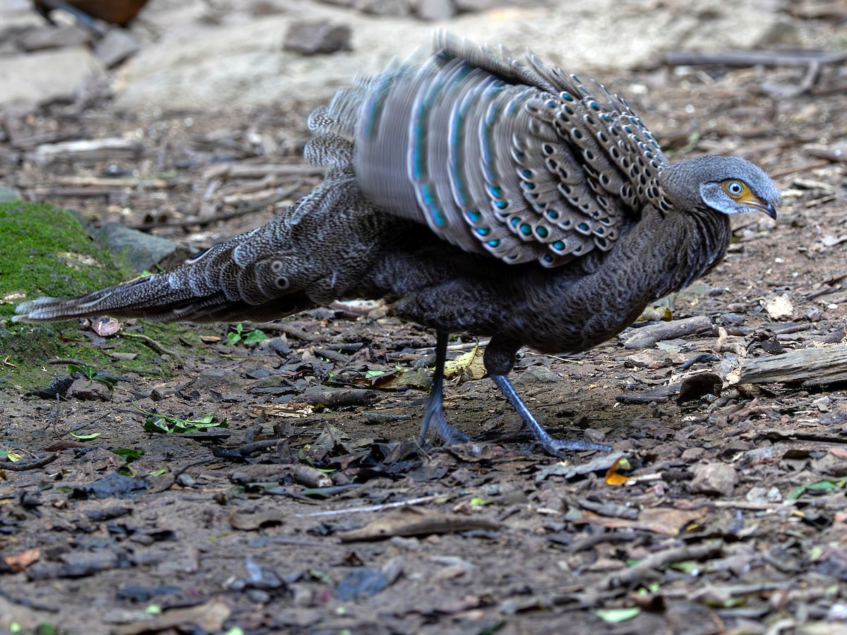 Gray Peacock-Pheasant - ML647364915