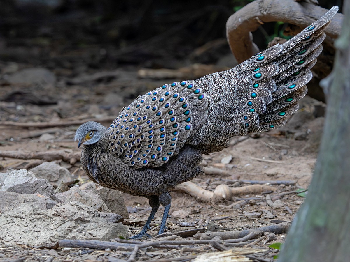 Gray Peacock-Pheasant - ML647364916