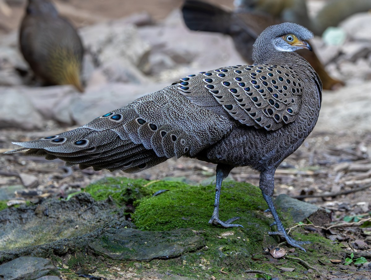 Gray Peacock-Pheasant - ML647364917