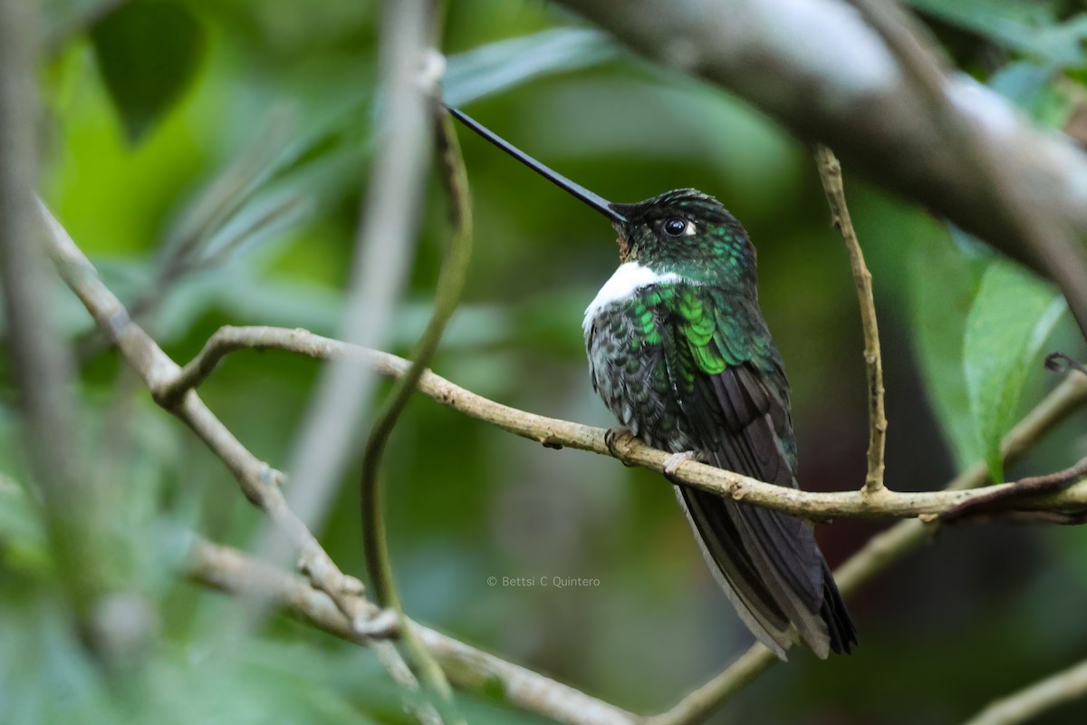 Collared Inca - ML647364918