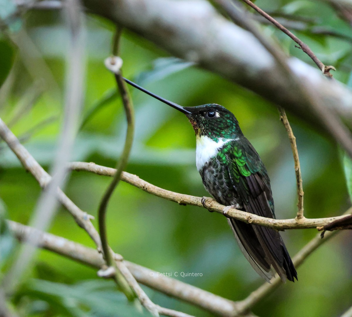 Collared Inca - ML647364919