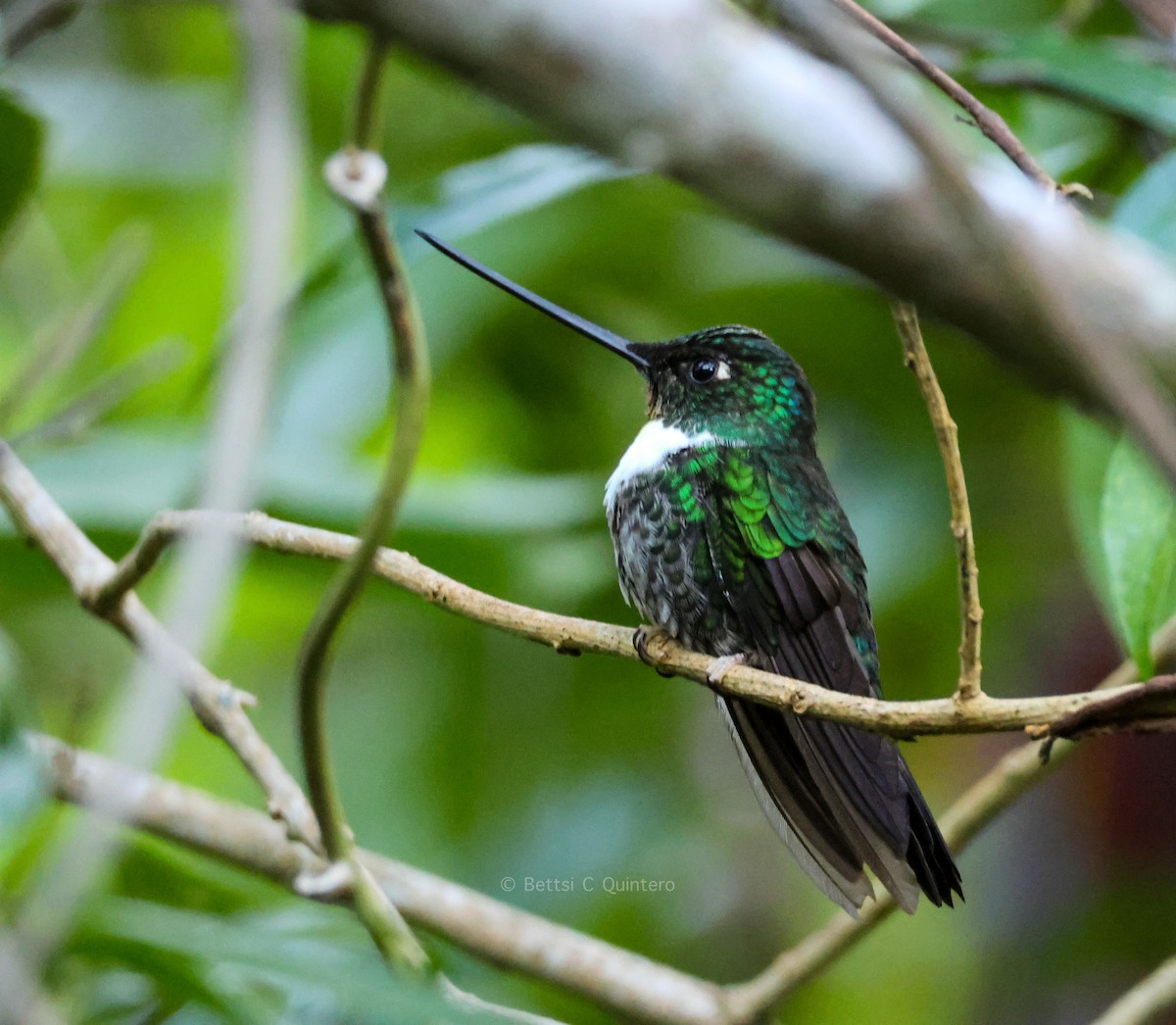 Collared Inca - ML647364920