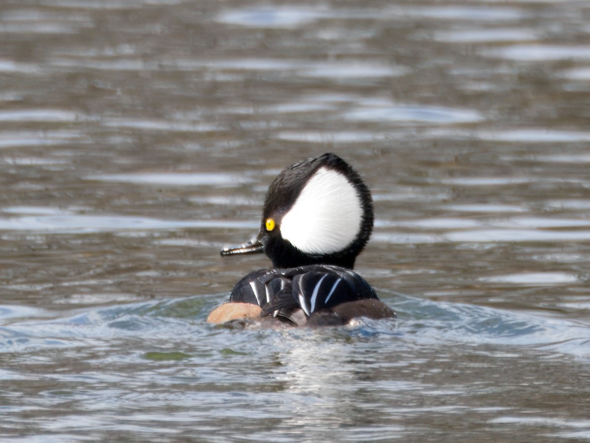 Zerra buruhandia - ML647364921