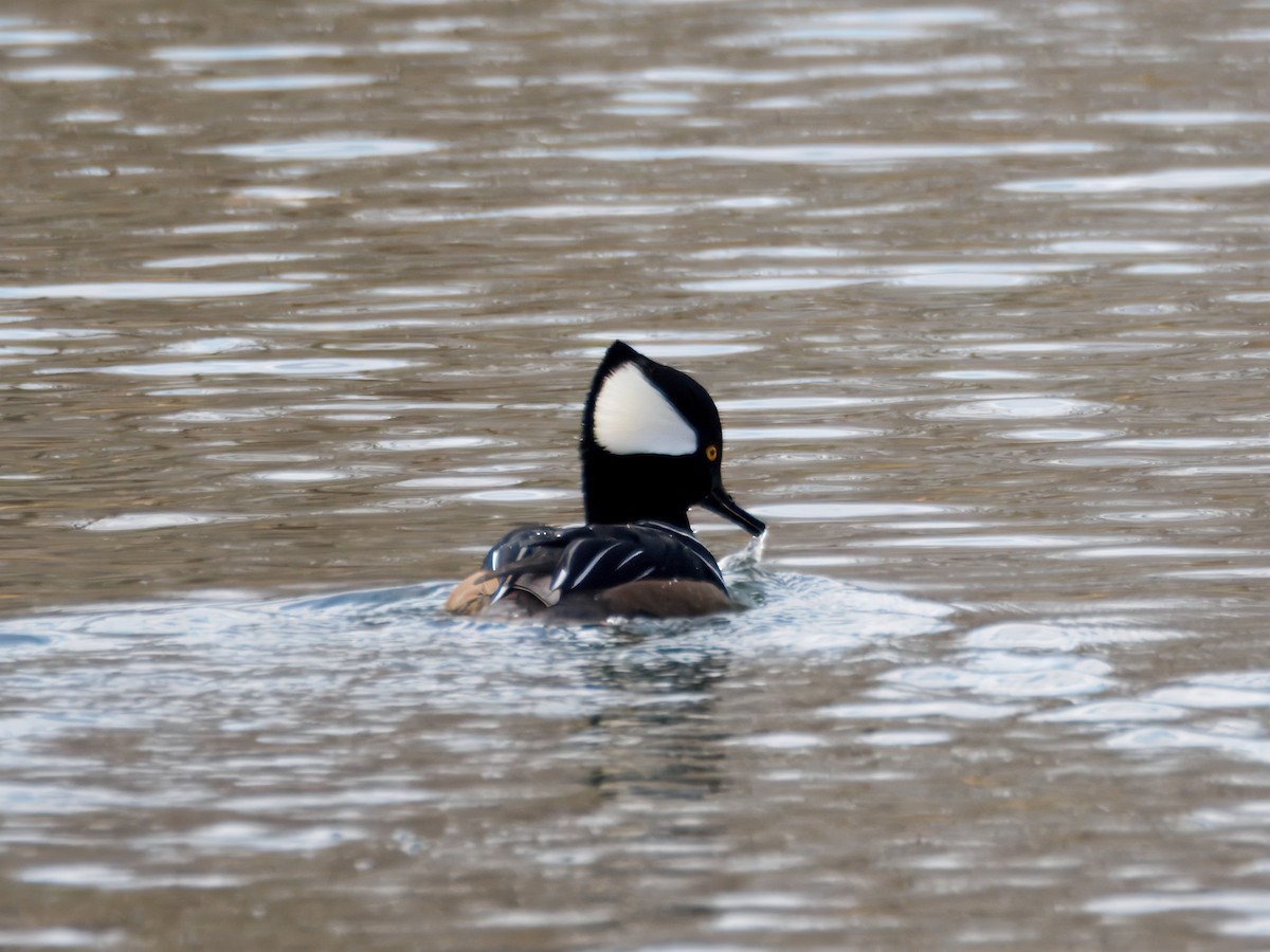 Zerra buruhandia - ML647364922