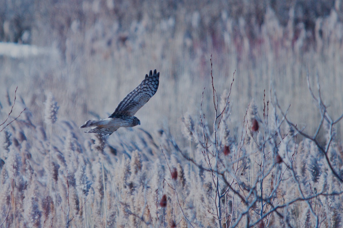 Mirotz zuri iparramerikarra - ML647364924