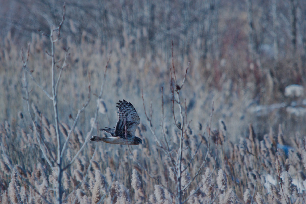 Mirotz zuri iparramerikarra - ML647364925