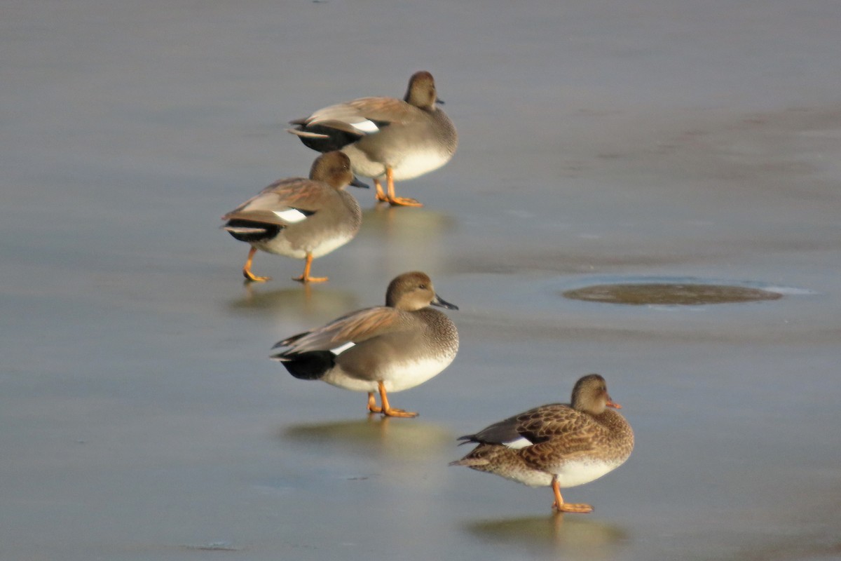 Ipar-ahatea - ML647364927