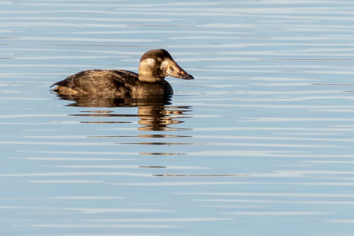 Ahatebeltz kopetazuria - ML647364928