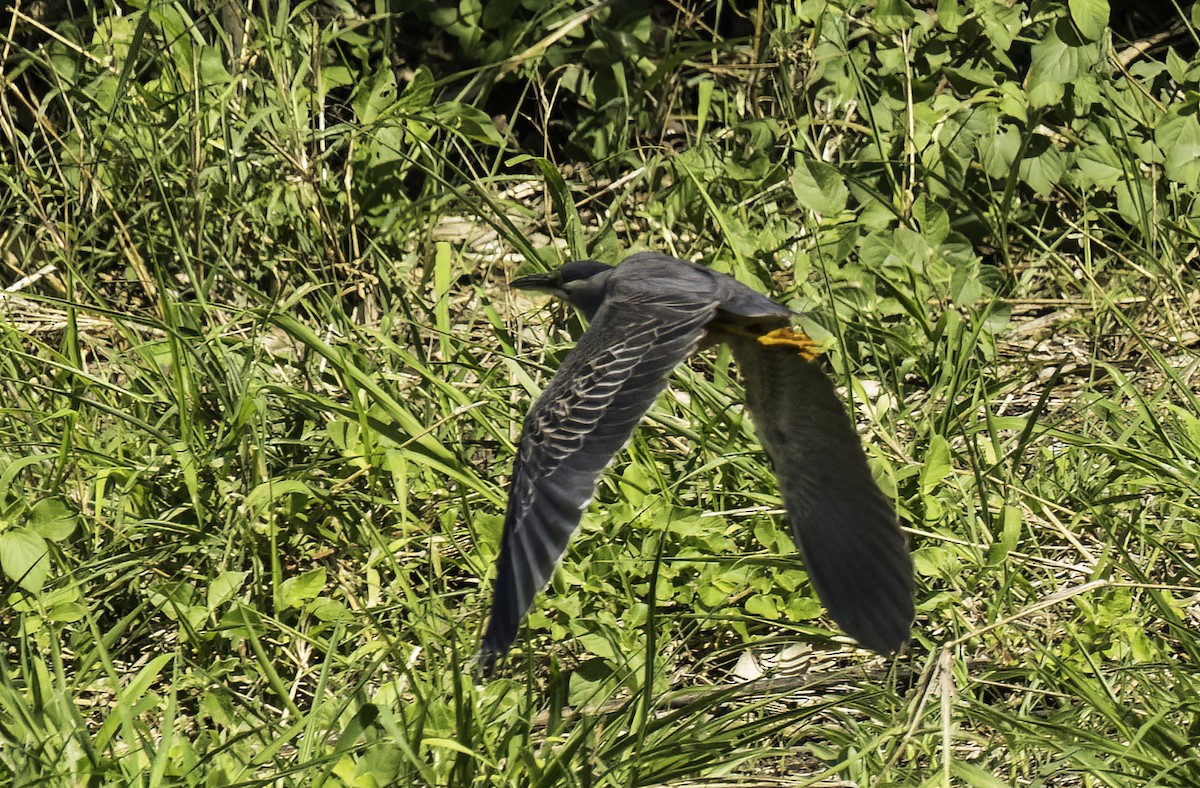 Little Heron - ML647364929
