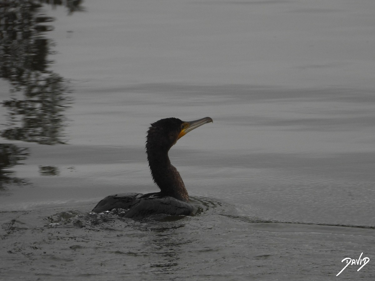 Ubarroi handia - ML647364930