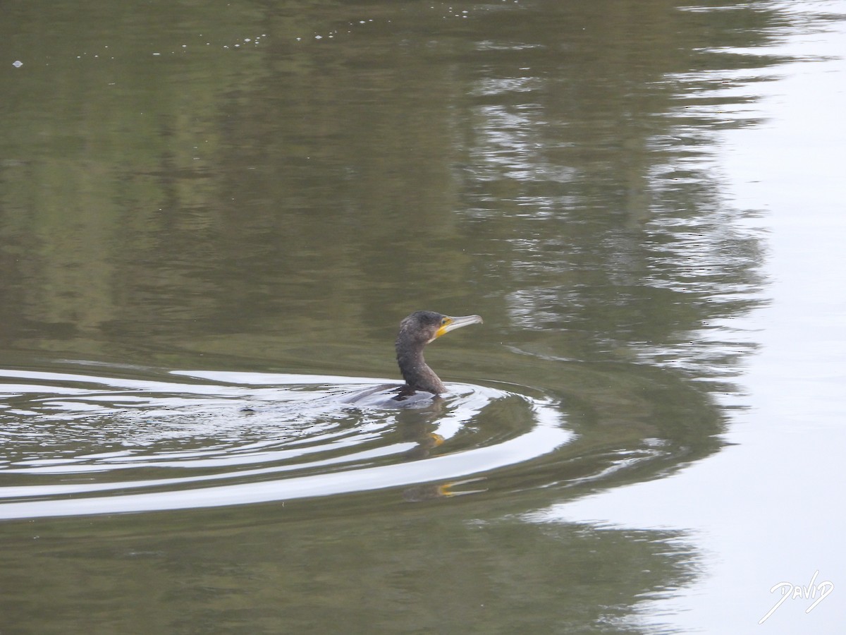 Ubarroi handia - ML647364931