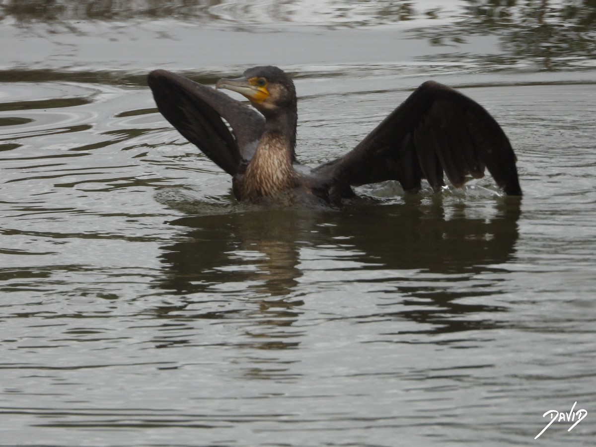 Ubarroi handia - ML647364932