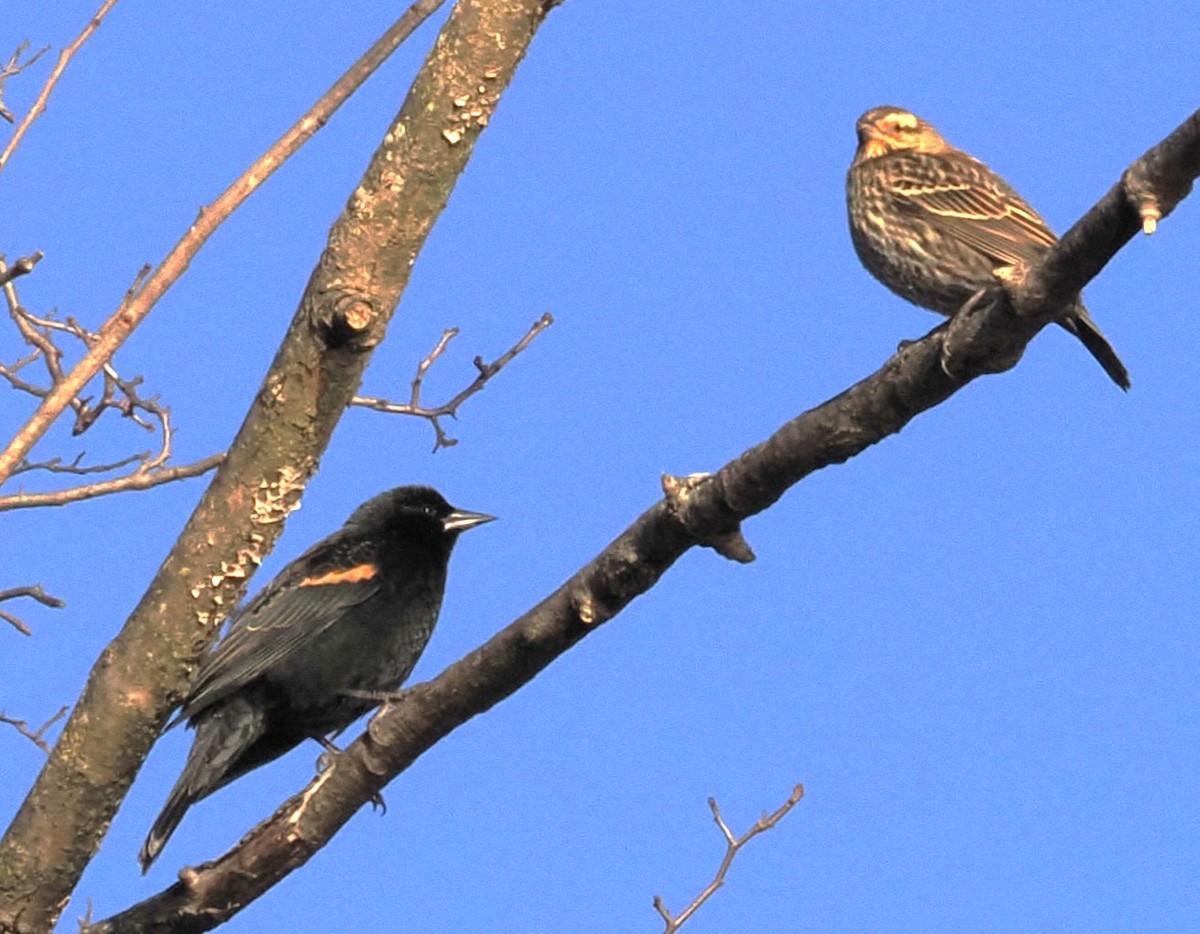 Red-winged Blackbird - ML647364934