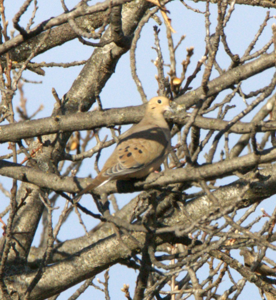 Zenaida arrunta - ML647364937