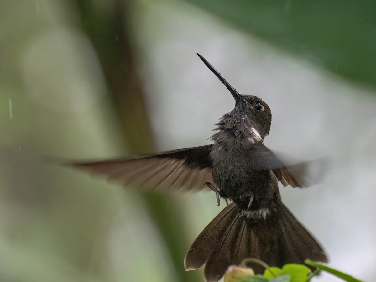 Brown Inca - ML647364938