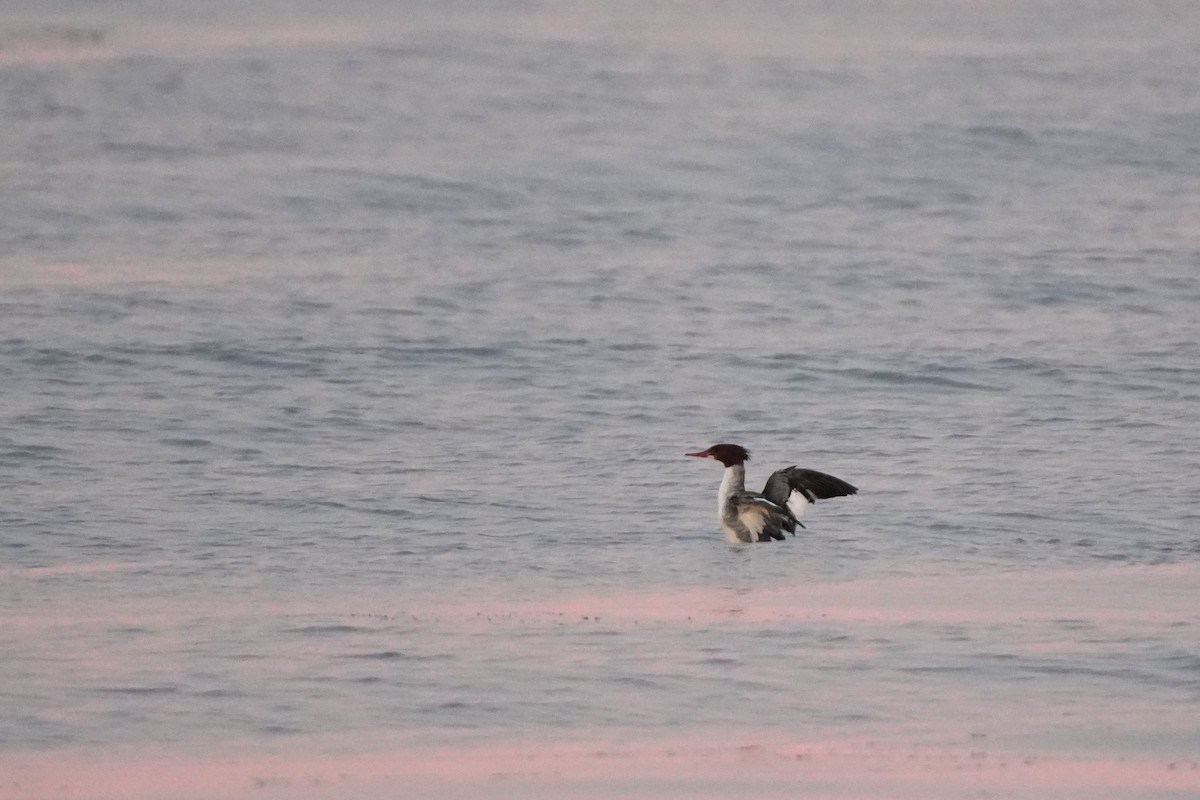 Gänsesäger - ML647364939