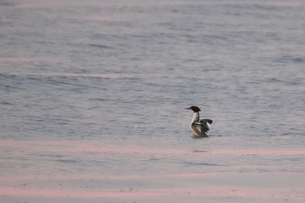 Gänsesäger - ML647364940