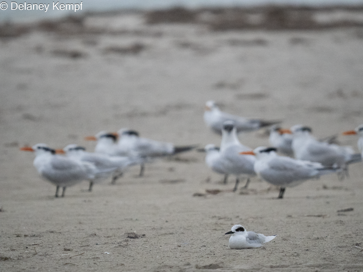 Forster's Tern - ML647364950