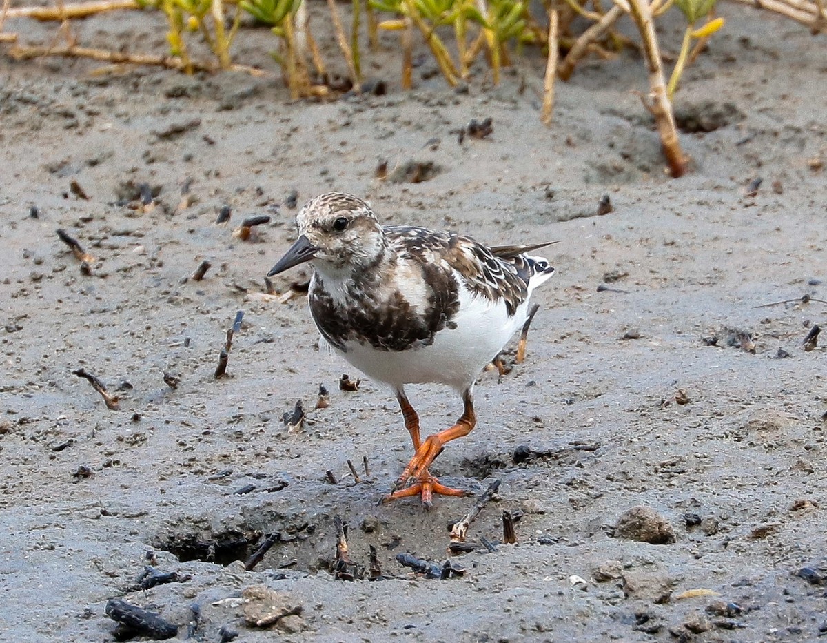 Ruddy Turnstone - ML647364960