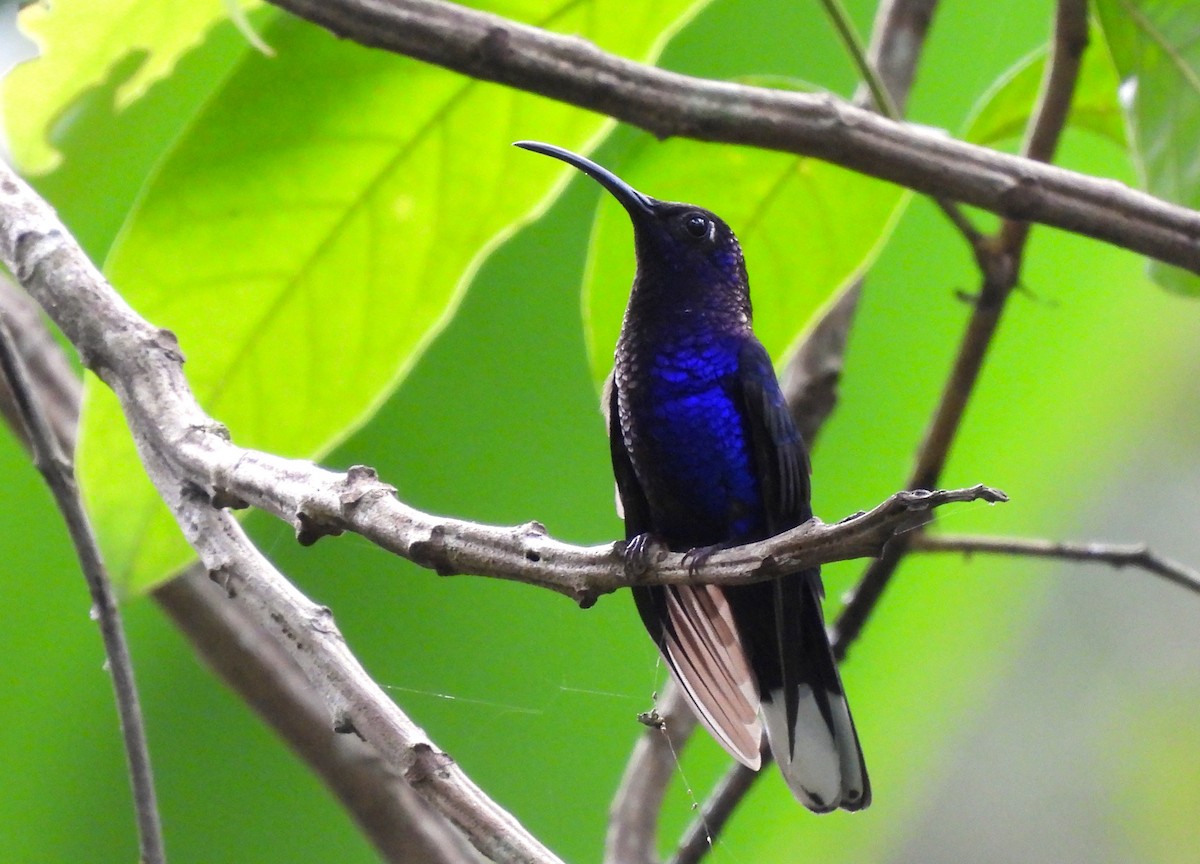 Violettdegenflügel - ML647364965