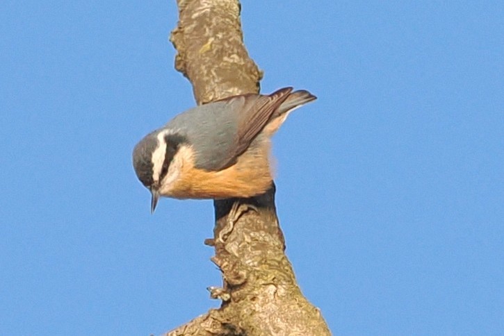 Red-breasted Nuthatch - ML647364973