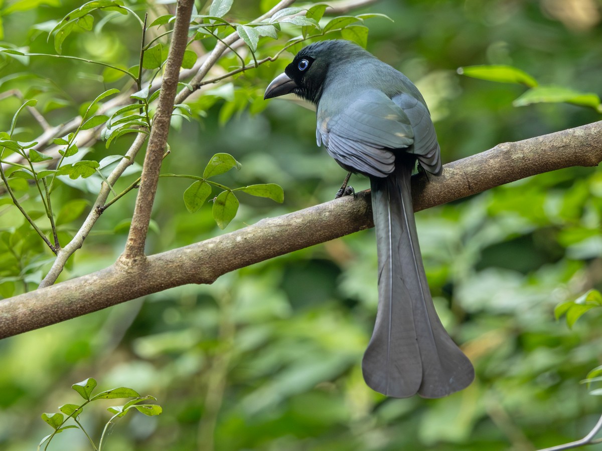 Racket-tailed Treepie - ML647364975