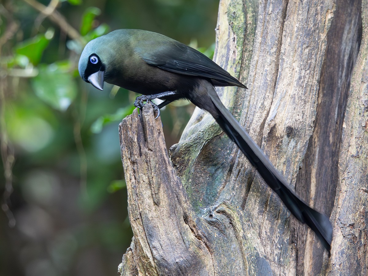 Racket-tailed Treepie - ML647364976
