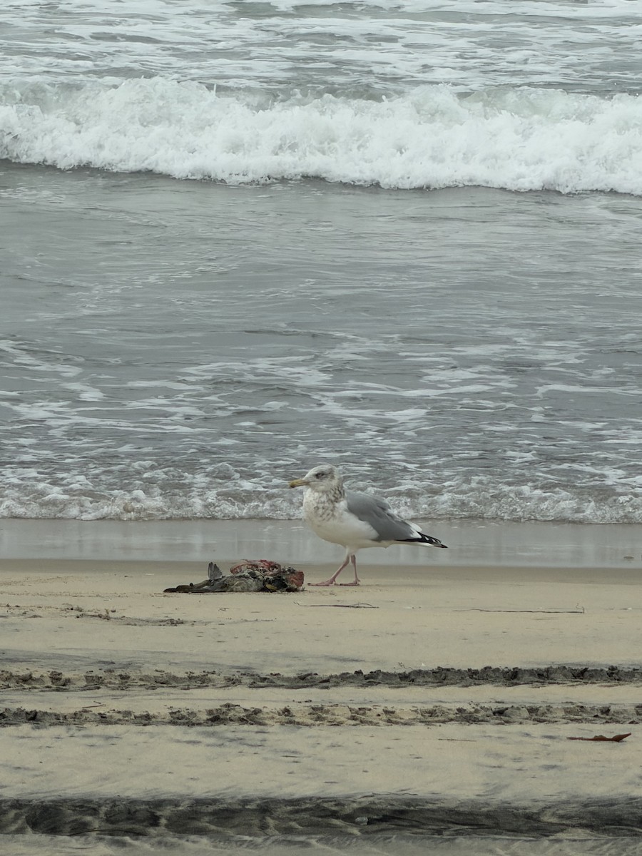 Gaviota Argéntea Americana - ML647364983