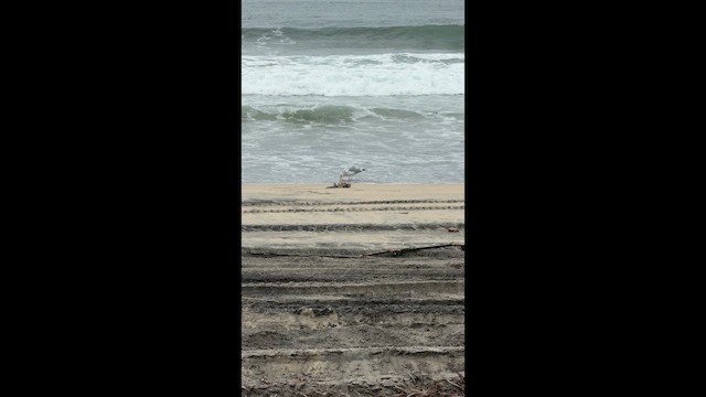 American Herring Gull - ML647364984