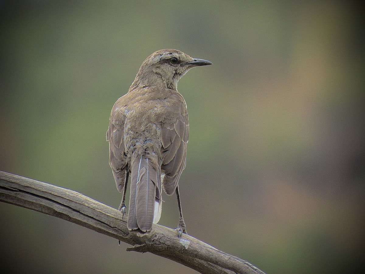 Chilean Mockingbird - ML647364999