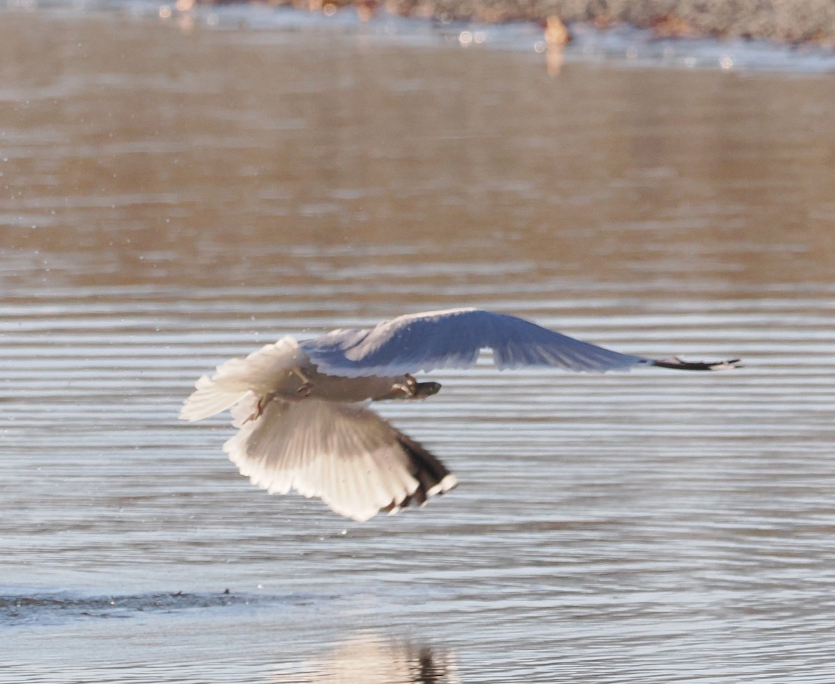 Ring-billed Gull - ML647365000