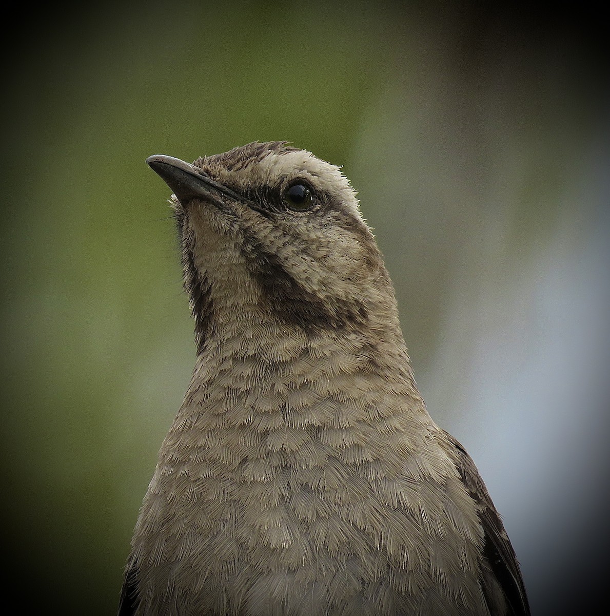 Chilean Mockingbird - ML647365001