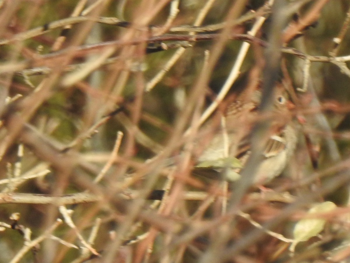 Field Sparrow - ML647365002