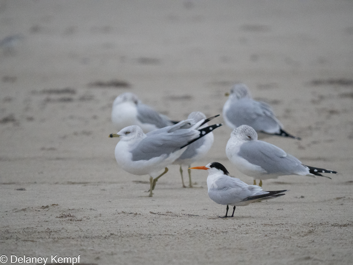 Elegant Tern - ML647365003