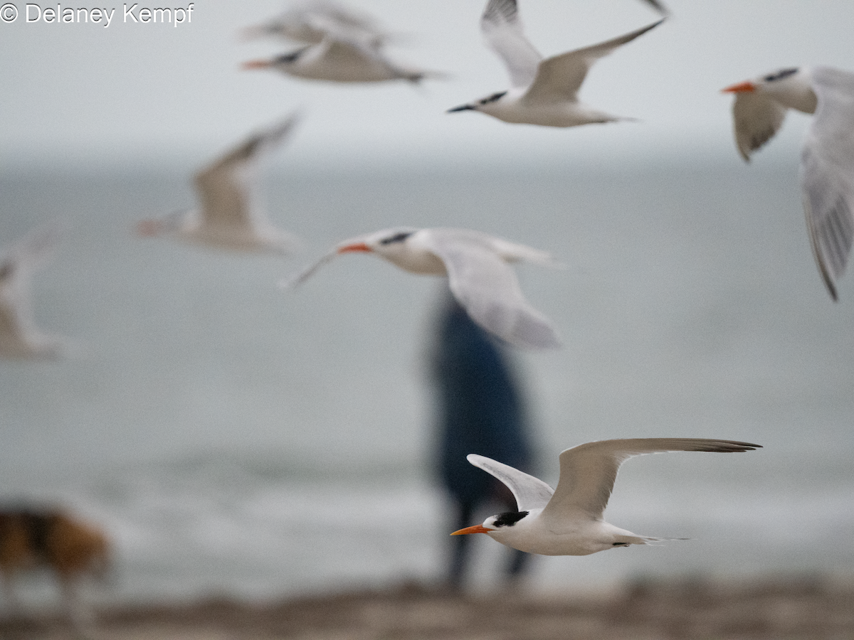 Elegant Tern - ML647365004