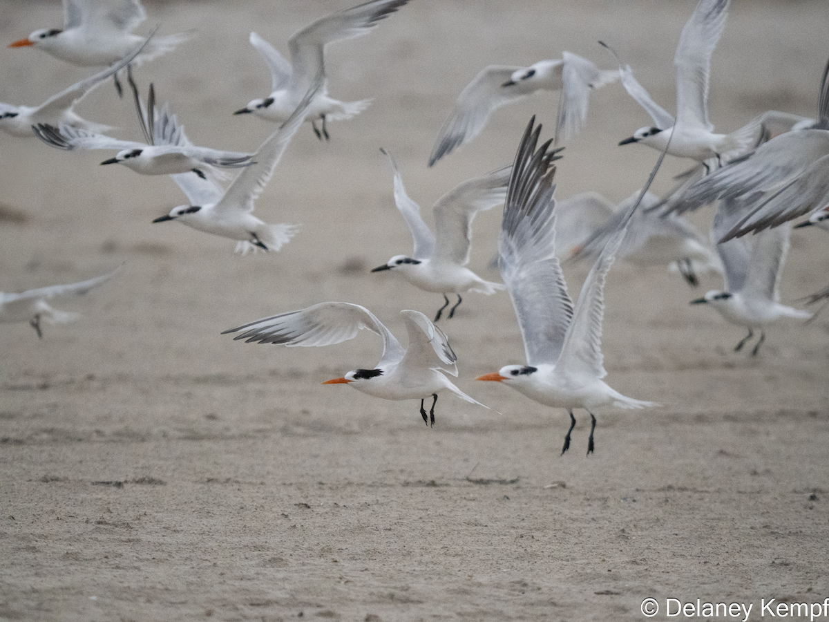 Elegant Tern - ML647365005
