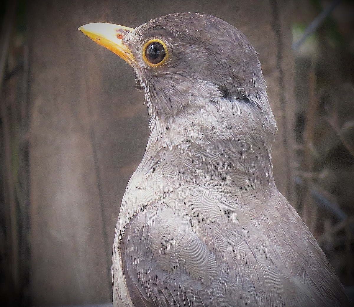 Austral Thrush (Magellan) - ML647365007