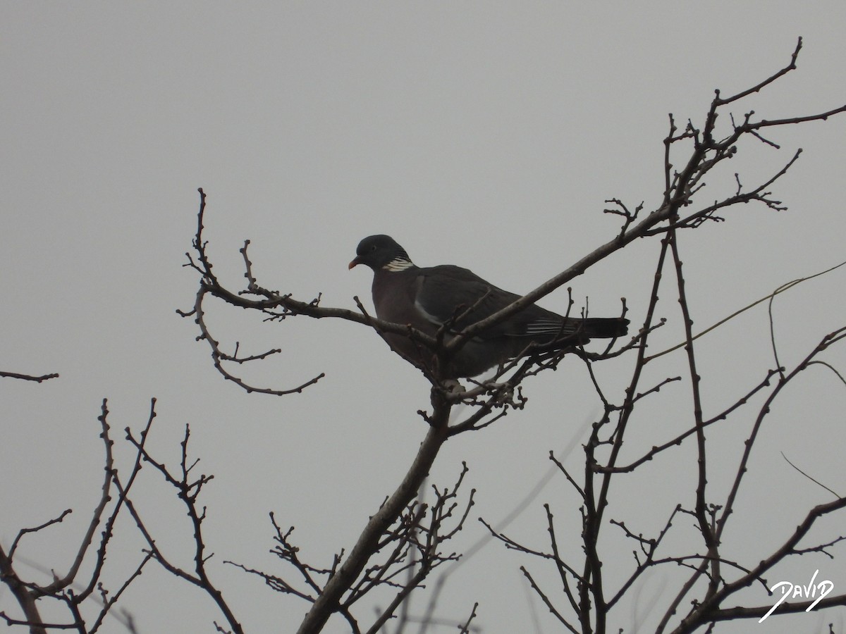 Common Wood-Pigeon - ML647365009