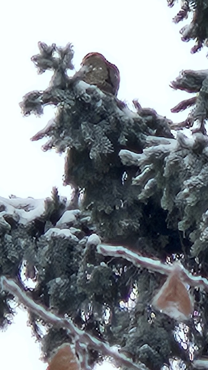 Merlin - ML647365010