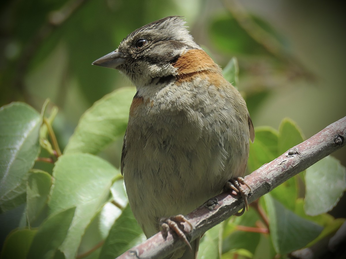 Rufous-collared Sparrow - ML647365011