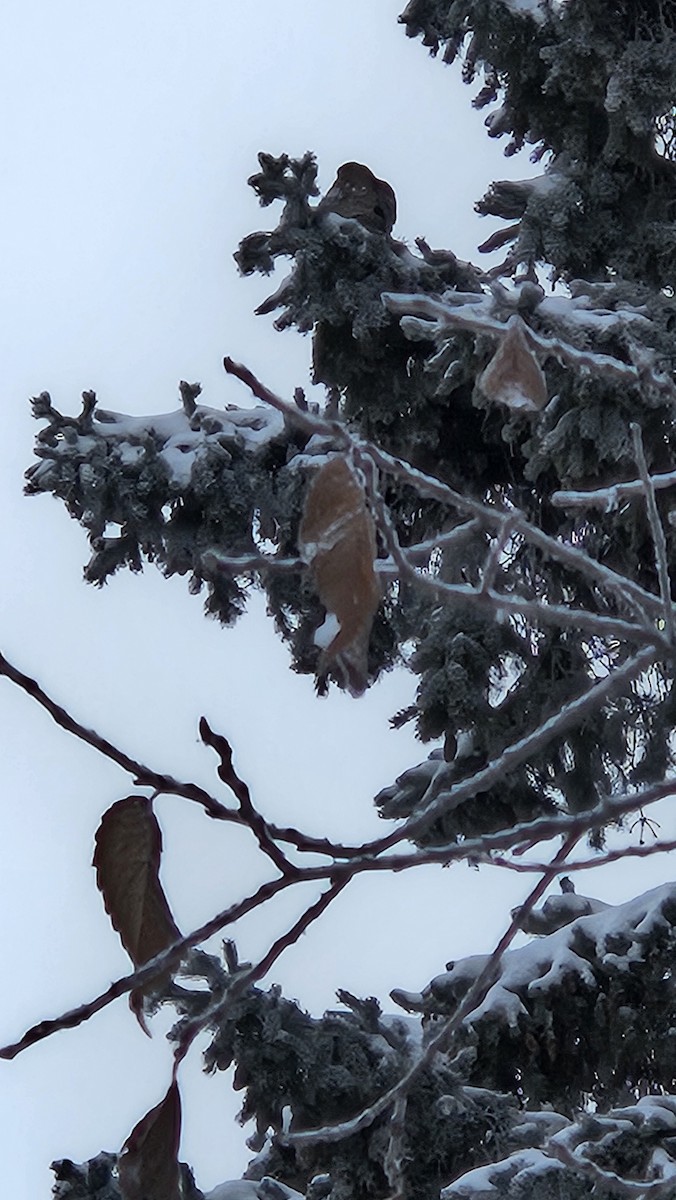 Merlin - ML647365012